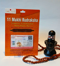 11 Mukhi Rudraksha – The Bead of Wisdom and Protection