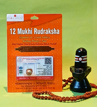 12 Mukhi Rudraksha – The Divine Bead of Surya Dev