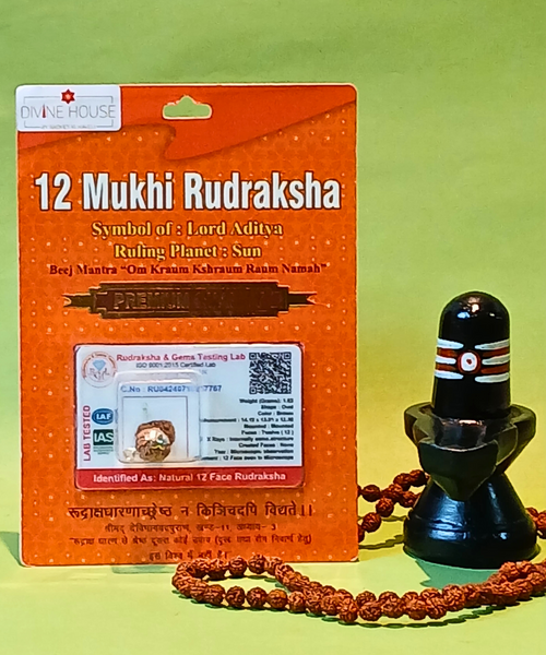 12 Mukhi Rudraksha – The Divine Bead of Surya Dev
