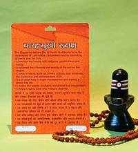 12 Mukhi Rudraksha – The Divine Bead of Surya Dev