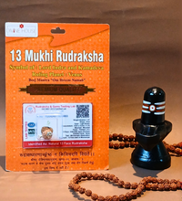 13 Mukhi Rudraksha – The Bead of Divine Blessings & Prosperity
