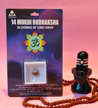 14 Mukhi Rudraksha – The Divine Gem of Courage & Intuition