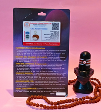 14 Mukhi Rudraksha – The Divine Gem of Courage & Intuition