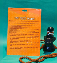1 Mukhi Rudraksha – The Divine Blessing of Lord Shiva