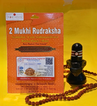 2 Mukhi Rudraksha – The Bead of Unity & Harmony