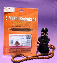 3 Mukhi Rudraksha – Symbol of Purity & Transformation