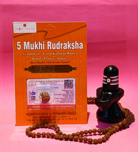 5 Mukhi Rudraksha – Symbol of Peace, Health & Spiritual Growth